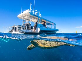 Dive boat with turtle diving below