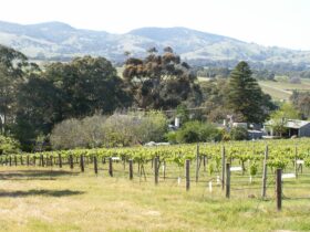 vineyards and views