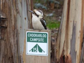 Kookaburra on chookarloo Camping Sign