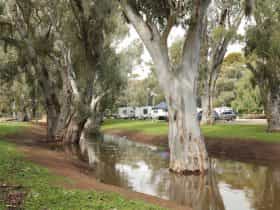 Gum trees lining the Crystal Brook with caravans in the background