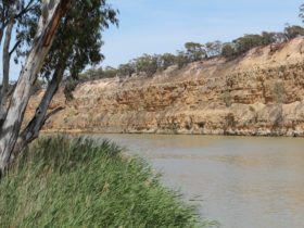 The Murray River flows alongside the Holder Cliffs at Maize Island Lagoon Conservation Park.