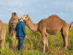 Camel Encounter