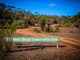 The tranquil, semi-arid mallee environment of Swan Reach Conservation Park