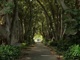 Adelaide Botanic Garden's iconic Murdoch Avenue features 160-year-old Moreton Bay Fig trees.