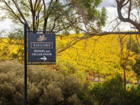 A Taylors Wines sign overlooks a beautiful vineyard.