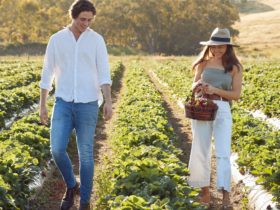 Young couple walking through the fields carrying a basket of strawberries