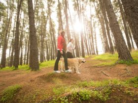 In the picturesque Blackwood Forest Recreation Park, you can walk your dog on a lead.