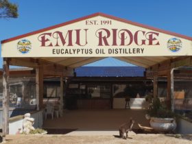 Emu Ridge Eucalyptus