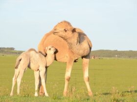 Camel mum and baby in the paddock