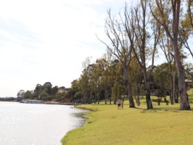 The grassy riverfront area is dotted with large gum trees.