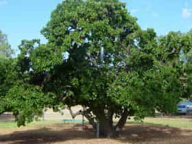 Old Mulberry Tree