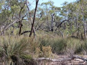 Padthaway Conservation Park