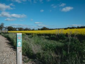 Canola on the Rattler Trail