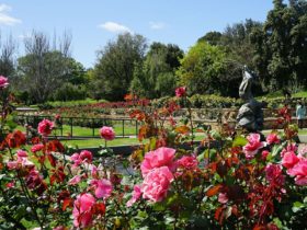 Pink roses in Veale Gardens with statue in the middle