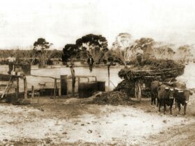 SA Eucalyptus History