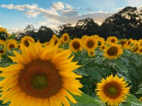 Atkins Farm Sunflowers 2024