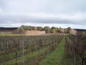 Caroline Hills vineyard in winter
