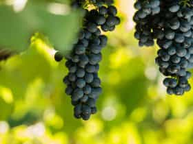 Shiraz grapes ripe and ready to hand