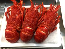Freshly cooked Rock Lobster