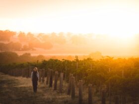 Sunset over the vineyard at Taylors Wines in the Clare Valley
