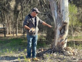 Shane Warrior demonstrates the history of a 'scar tree' from which a coolamon may have been cut