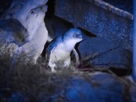 An adult little penguin returning to it's burrow after a long day out at sea.