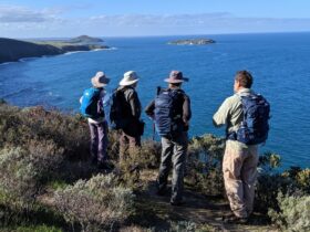 Taking in the view to West Island on the Southern Ocean Walk