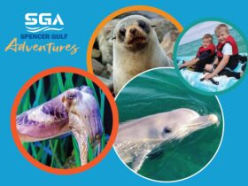 Dolphins, Seals, Cuttlefish, Kyaks. Spencer Gulf Adventures Logo