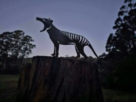 There are 10 hidden Tasmania Tigers hidden around the property. Can you find all of them?
