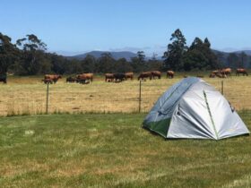 On Farm camping close to Cradle Mountain at The Farm Cradle Country Camp Ground.