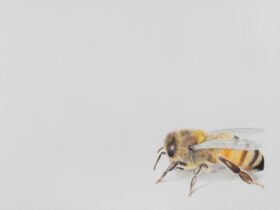 A realistic Colour Pencil drawing of a bee, sitting in the bottom right hand corner of the page.