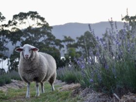 Sheep at dusk in the lavender field