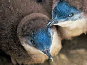 Chicks changing into blue adult feathers