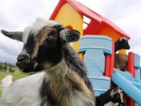 Baby goats on playground