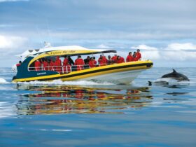 Yellow boat - Pennicott Wilderness Journeys