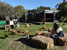 Relaxing in the sun with the farm animals while the wood fired pizza oven is getting ready