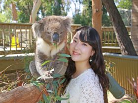 Visitor having photo with a koala