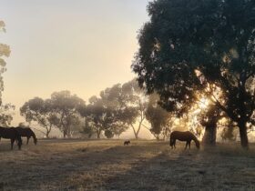 Three horses in a paddock at sunset