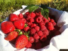 Basket of berries