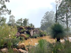 Rock pond and Australian native plants