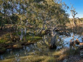 Gumtrees and water