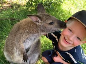 Child with kangaroo kissing on cheek at The Funky Farm