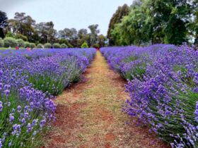 rows of flowering lavender at Warratina Lavender Farm
