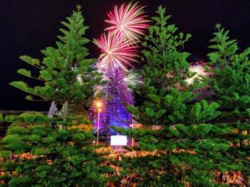 A 30m high norfolk pine is lit up with Christmas lights with fireworks in the background