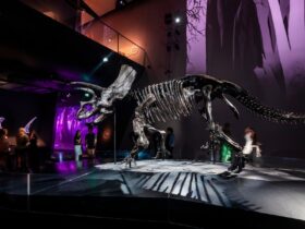 Triceratops skeleton at Melbourne Museum
