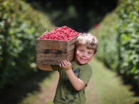 Wandin Yallock Farms Raspberries