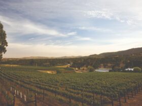 Photo of large wine vineyard at sunset