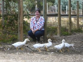 Five Ducks Farm