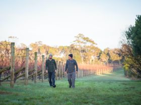 Richard and Jeremy walking through the winter vineyard