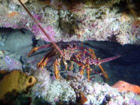 Southern Rock Lobster, Crayfish, Queenscliff, Barwon Heads, Diving, Underwater Photos